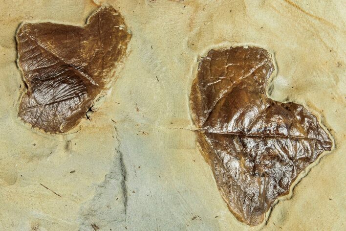 Wide Plate with Two Fossil Leaves (Unidentified) - Montana #262705